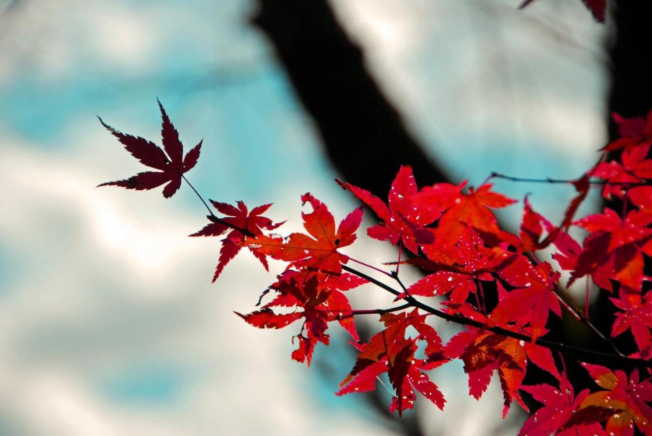 Stay Sakura Kyoto Nijo Seasons Exterior foto